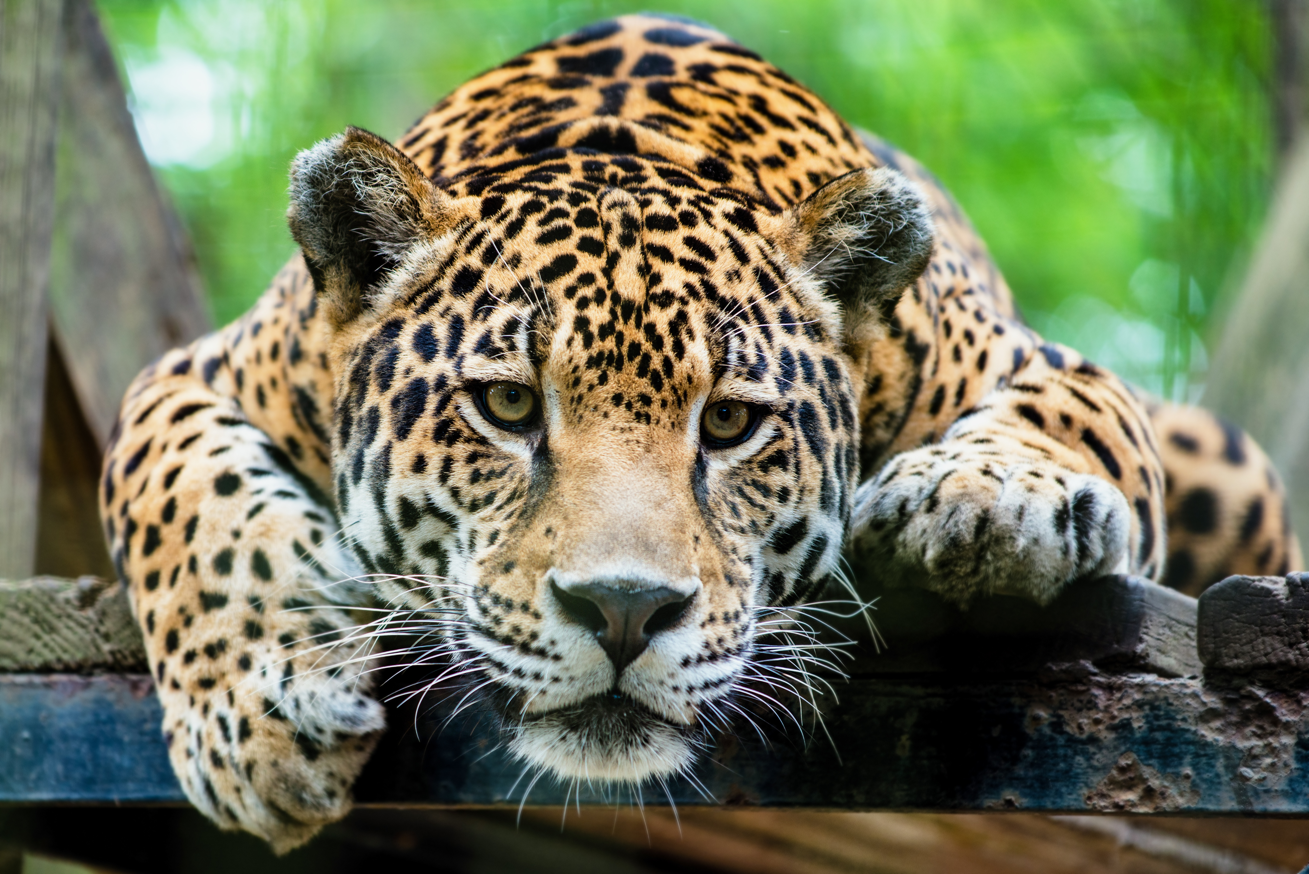 South American jaguar