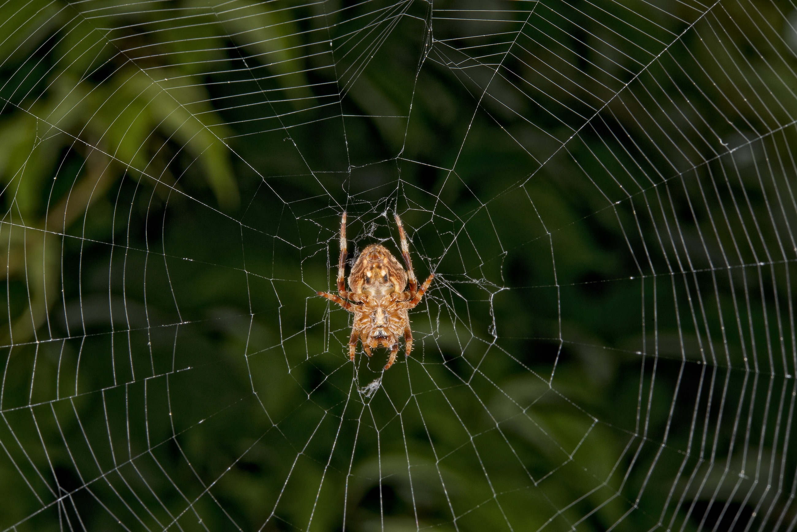 Jumping Spider macro while hanging from its web